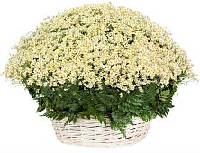 Цветочная композиция из Ромашки в корзине #REPLACE_PRED# Куйбышеве